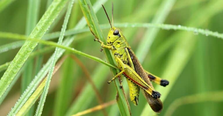 close up of grasshopper on blade of grass