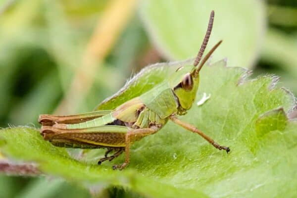 grasshopper camouflaged on leaf
