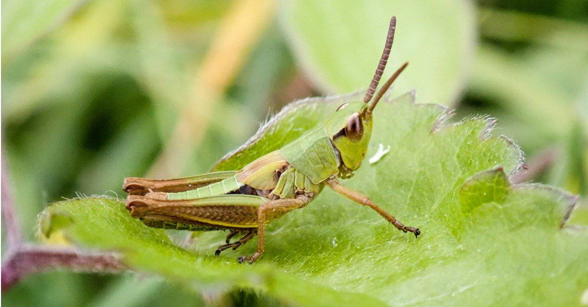 grasshopper camouflaged on leaf