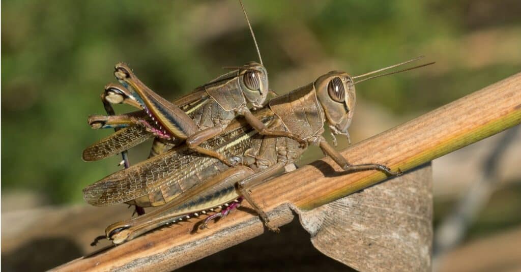 grasshopper on top of another grasshopper