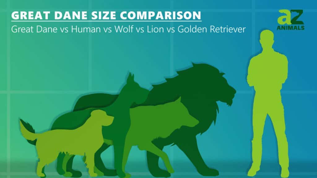 dire wolf size compared to lion