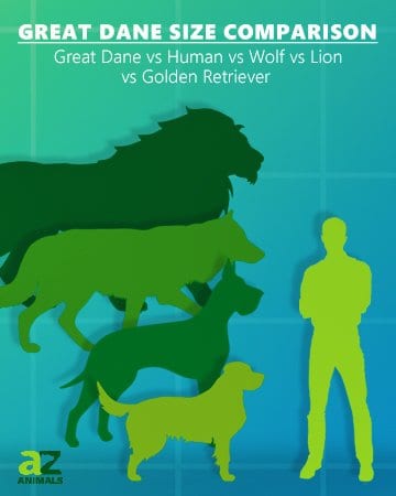 Great Dane Size Comparison: Humans, wolves, lions, golden retrievers