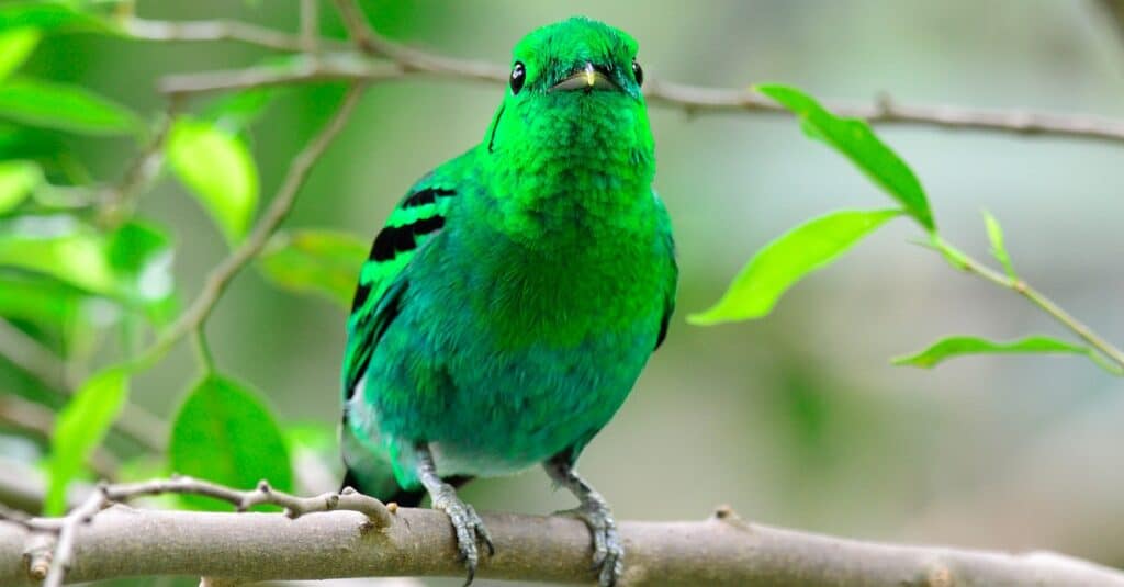 Types of Green Birds - A-Z Animals