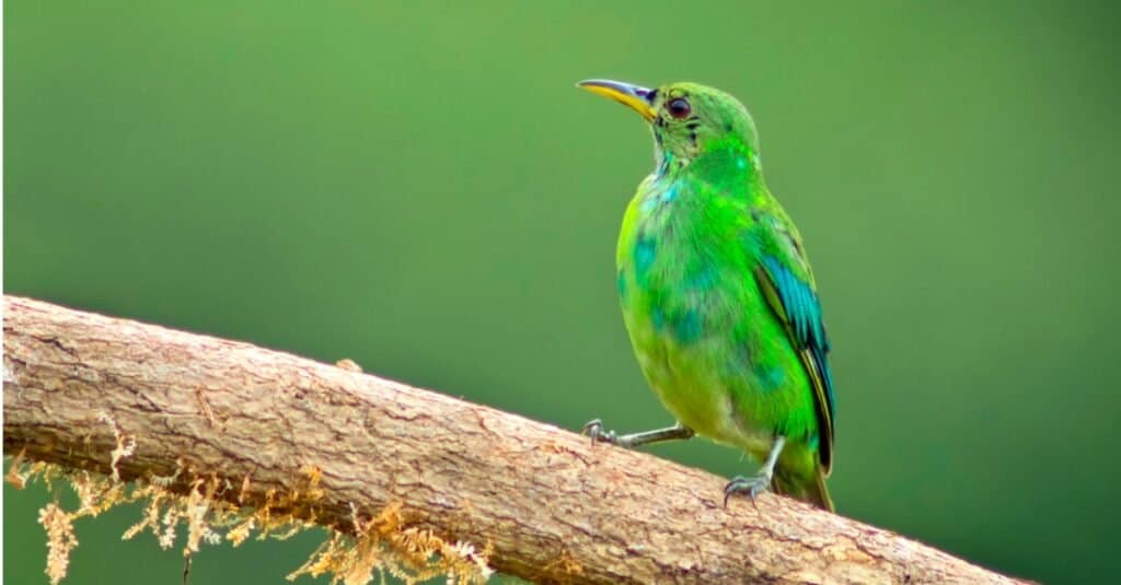 male green honeycreeper perched on limb