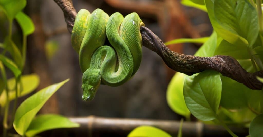 green snake wrapped around limb