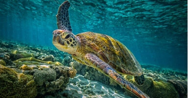 Sea Turtle Lifespan: How Long Do Sea Turtles Live? - AZ Animals