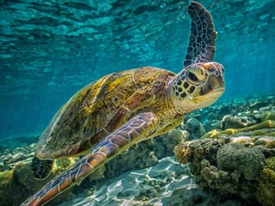 A What Do Green Sea Turtles Eat?