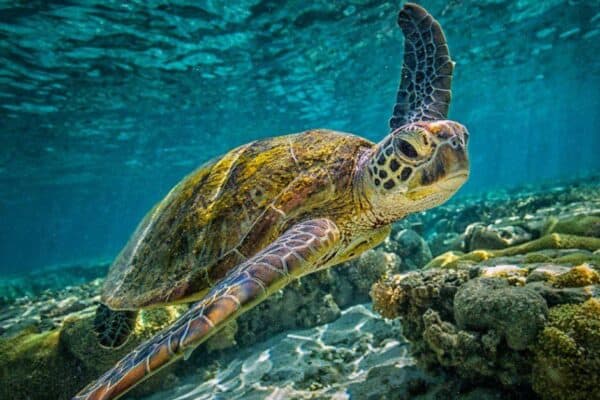What do sea turtles eat? Read more to find out!