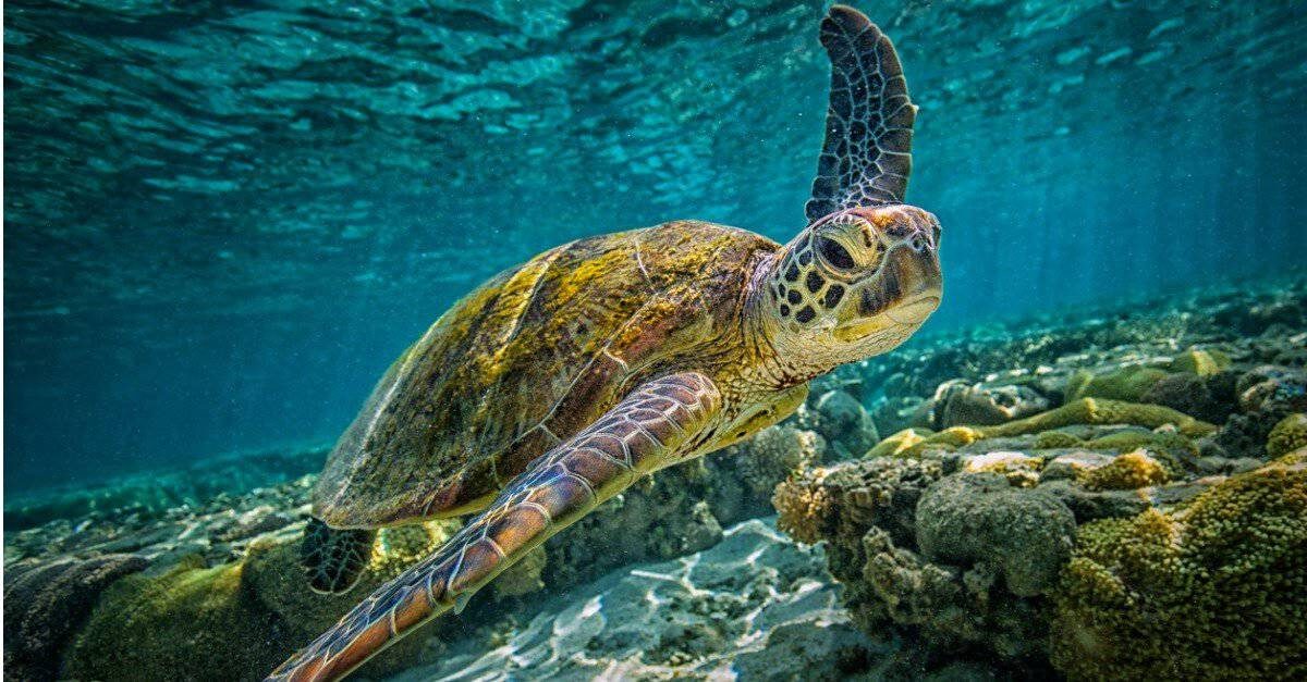 Green sea turtle swimming in shallow waters