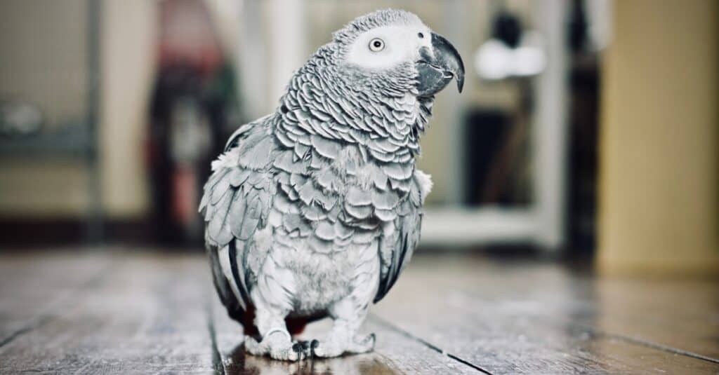 African grey parrot walking on floor of house