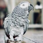The African Grey Parrot can learn around 1,000 words. 