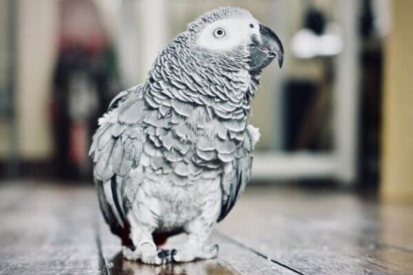 The African Grey Parrot can learn around 1,000 words. 