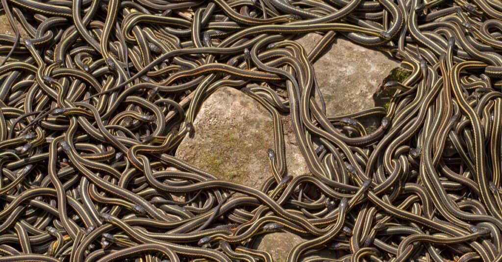 group of garter snakes in den