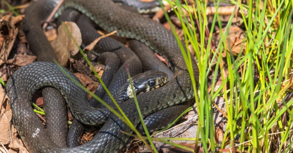 What Is a Group of Snakes Called? AZ Animals