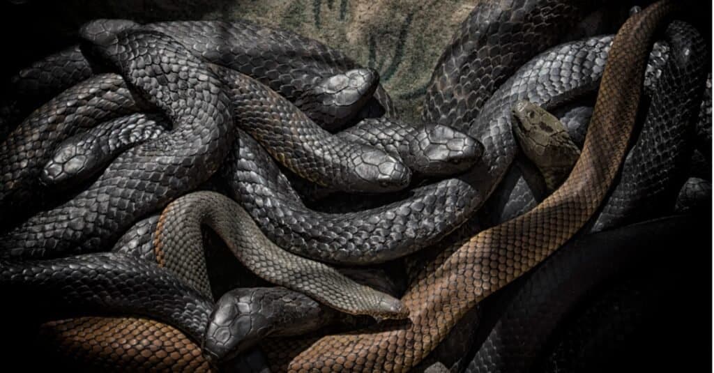 group of snakes on top each other