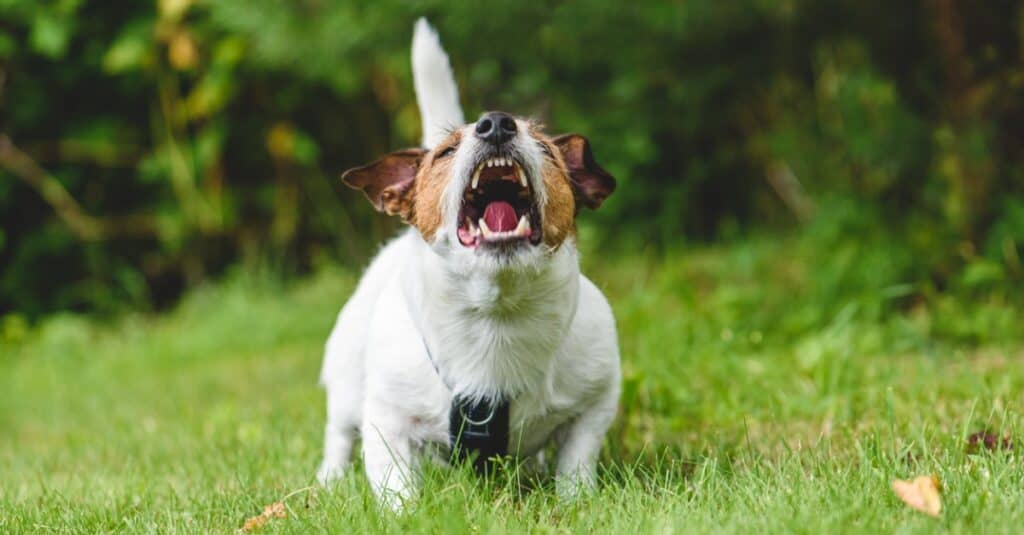 jack russel terrier barking at object outside