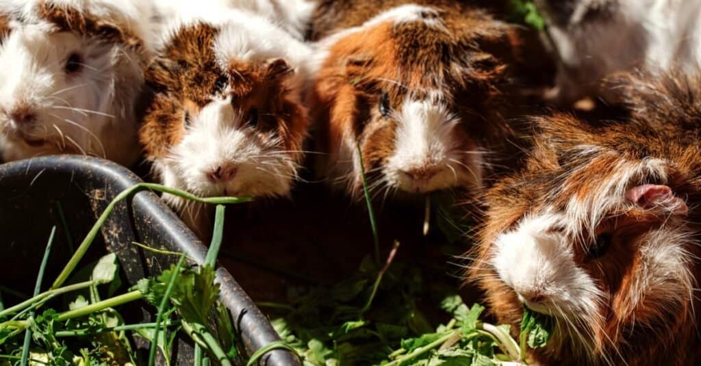 Places to adopt Guinea Pigs