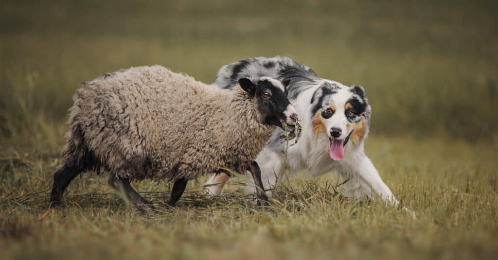 herding dog herding sheep