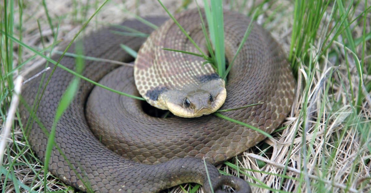 hognose snake curled up in grass