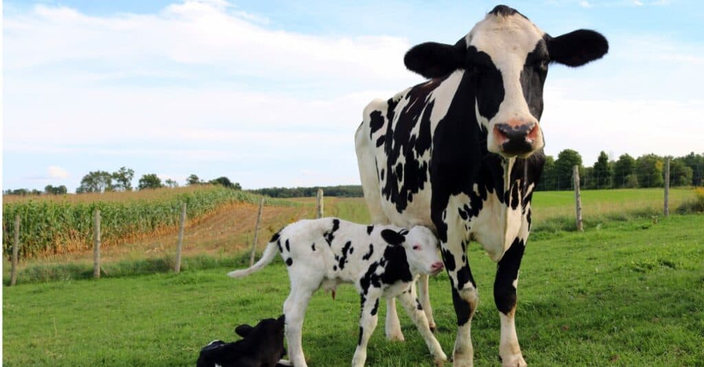 cow baby family