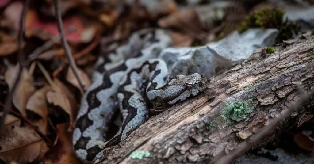 horned viper camouflaged on ground