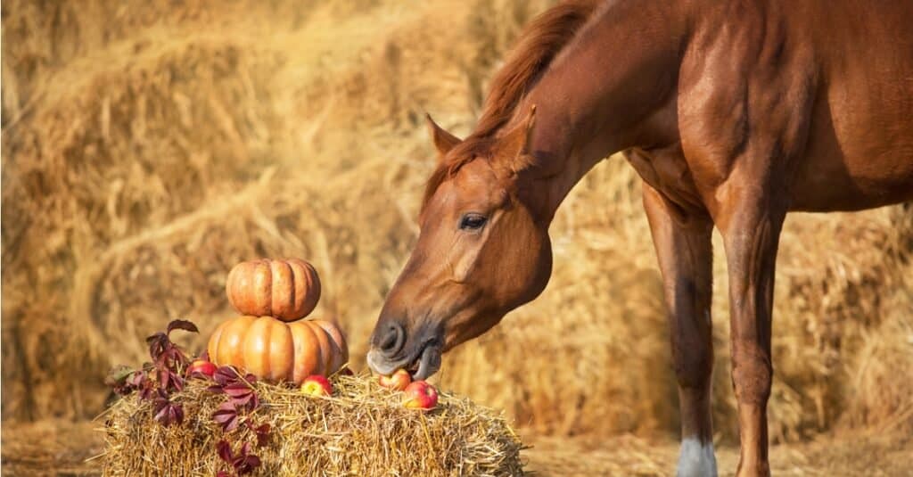 horse eating an apple beside a pumpkin