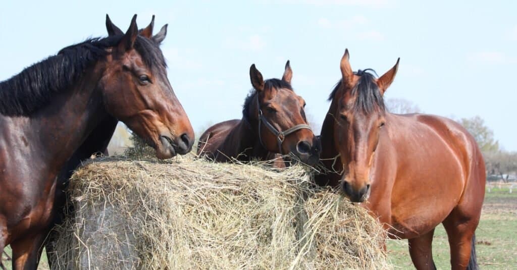 horses eating hay