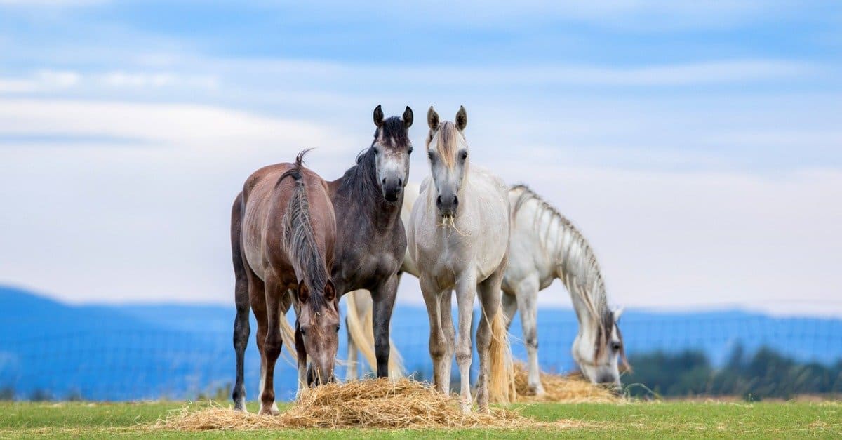 horses eating in pasture