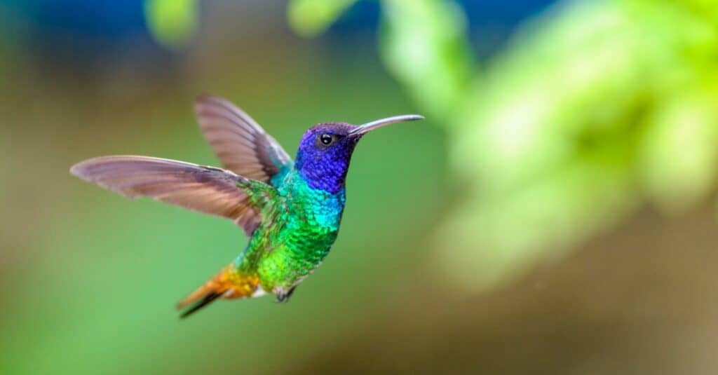 Colorful hummingbird on blurred background