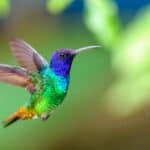 Hummingbirds beat their wings up to 90 times per second. 