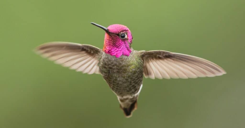 hummingbird in flight with blurred background