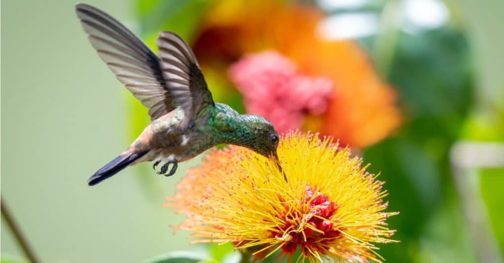 Hummingbirds drink nectar from flowers