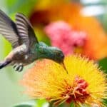 Hummingbirds generally eat nectar from flowers that are a shade of red, orange, or pink. 