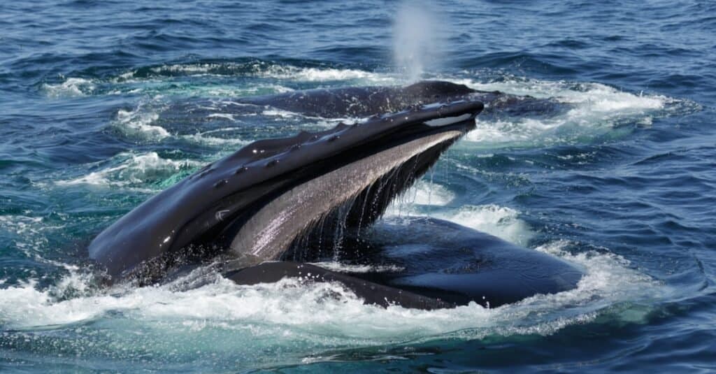 humpback whale with mist out of blowhole