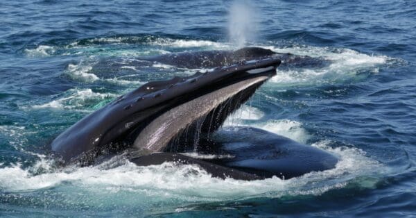 How Long Can Whales Hold Their Breath? - A-Z Animals