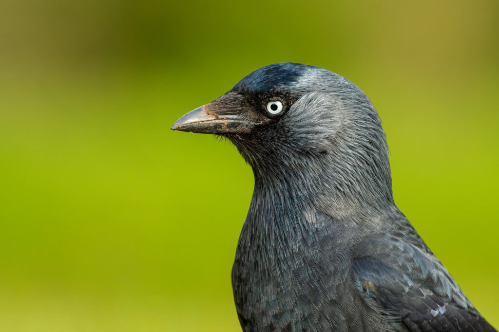 Black Feathered Birdies What Sets Crows And Ravens Apart A Z Animals Black Feathered Birdies What Sets Crows And Ravens Apart A Z Animals