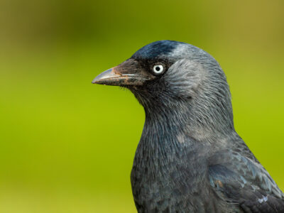 Jackdaw Picture