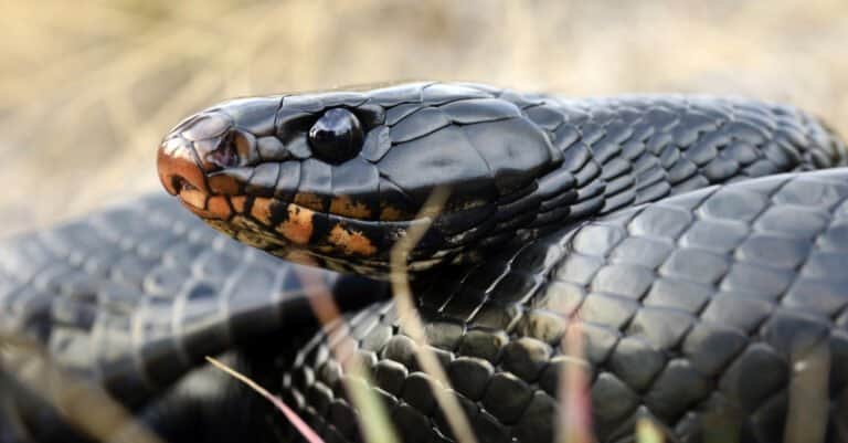 close up of an indigo snake