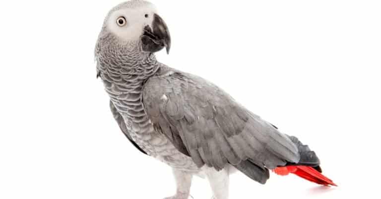 isolated African grey parrot