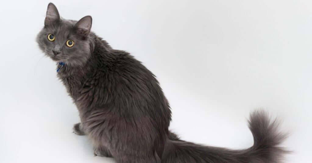 Grey sales nebelung cat