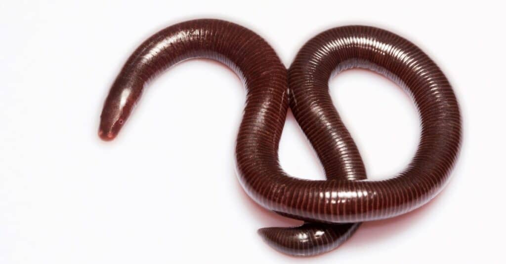isolated caecilian