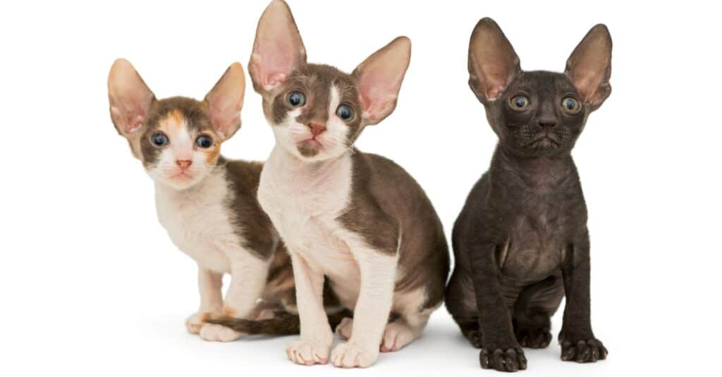 isolated cornish rex kittens