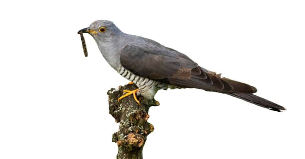 isolated cuckoo