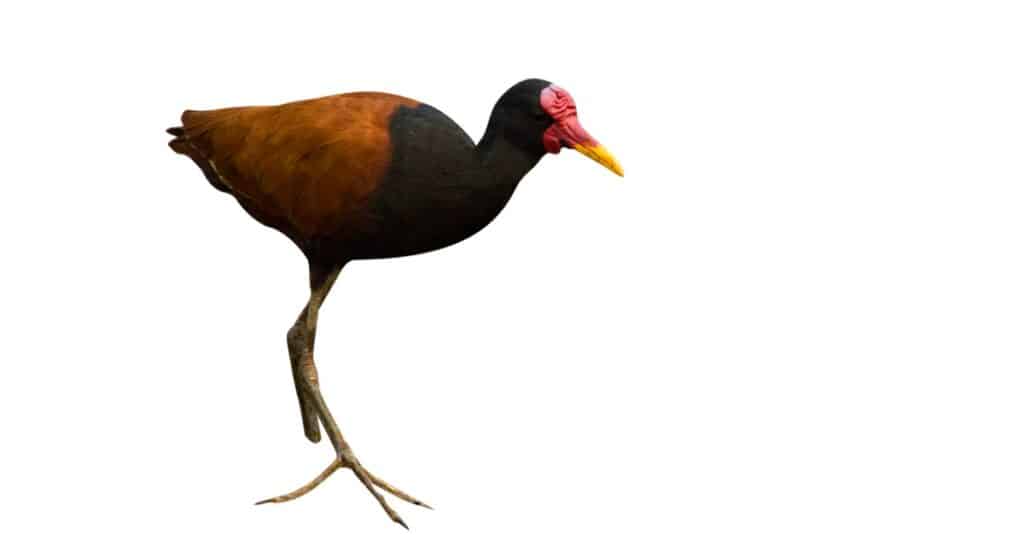 isolated jacana