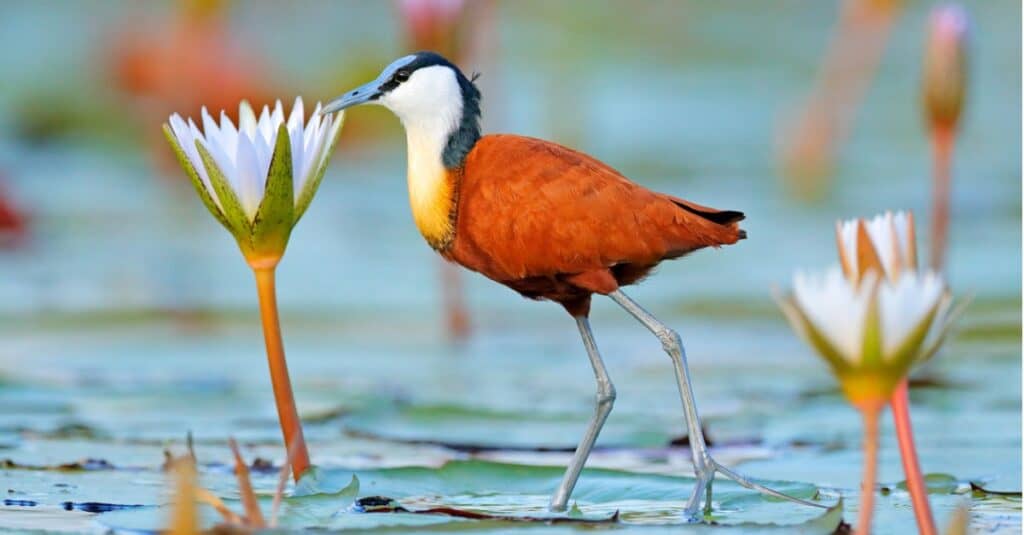 jacana walking on lily pads