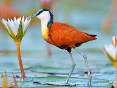 A Jacana