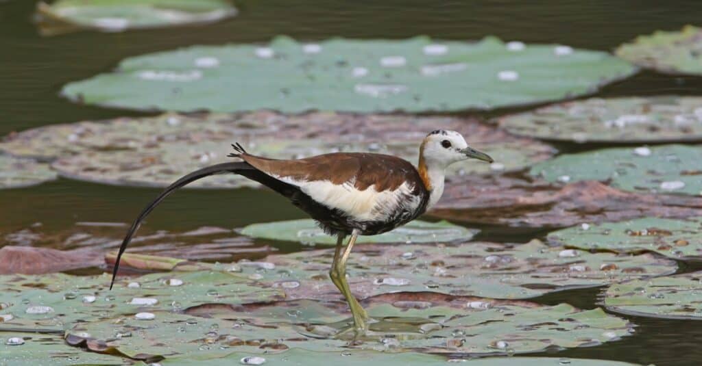 Jacana, Animal, Animal Wildlife, Animals In The Wild, Asia
