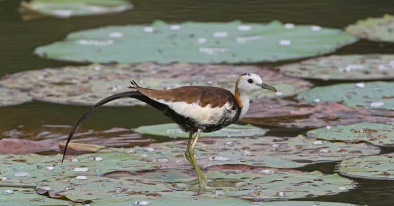 pheasant tailed jacana in water