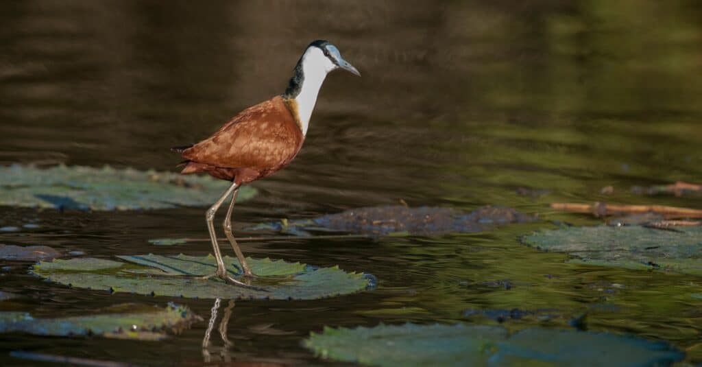 jacana standing on lily pad