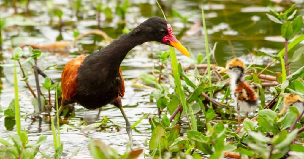 mommy and baby jacana